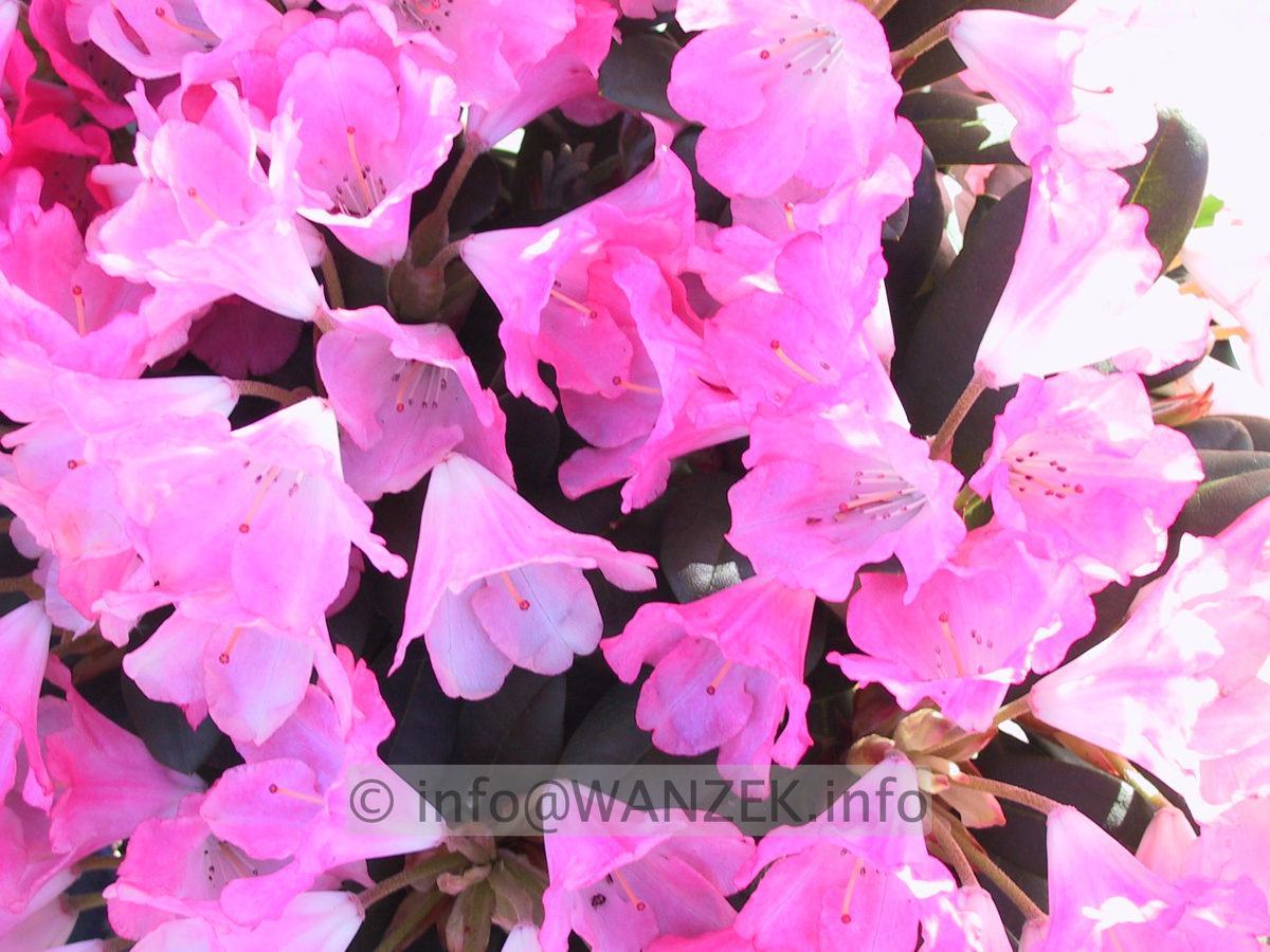 Rhododendron yakushimanum Lampion 02.JPG